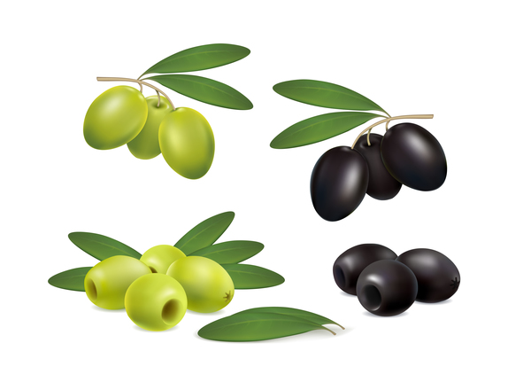 set olives on white background vector  