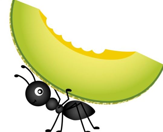 Ant carrying cantaloupe melon vector  