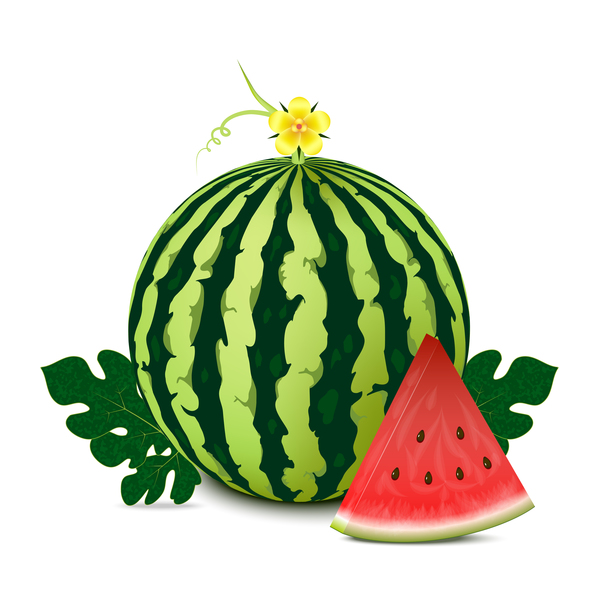Fresh juicy watermelon with ripe vector material 04  