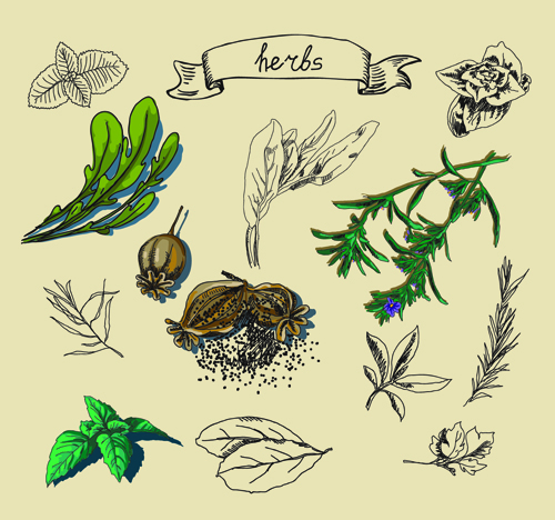 Hand drawn herbs creative vector material  