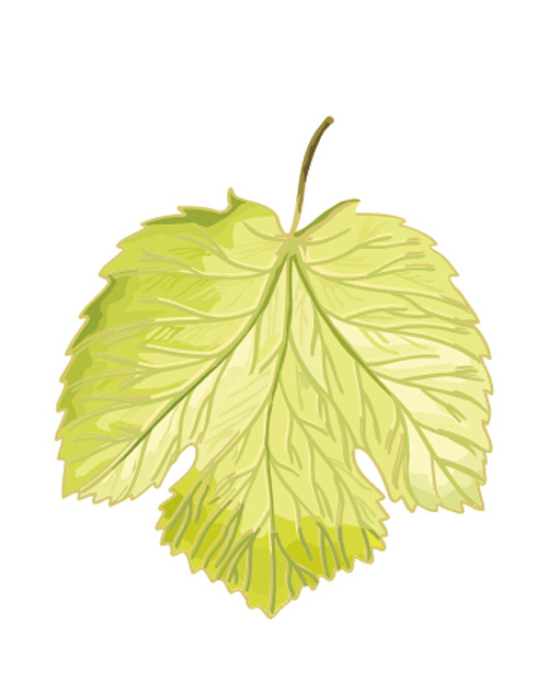 Simple grapes leaf design vector 01  