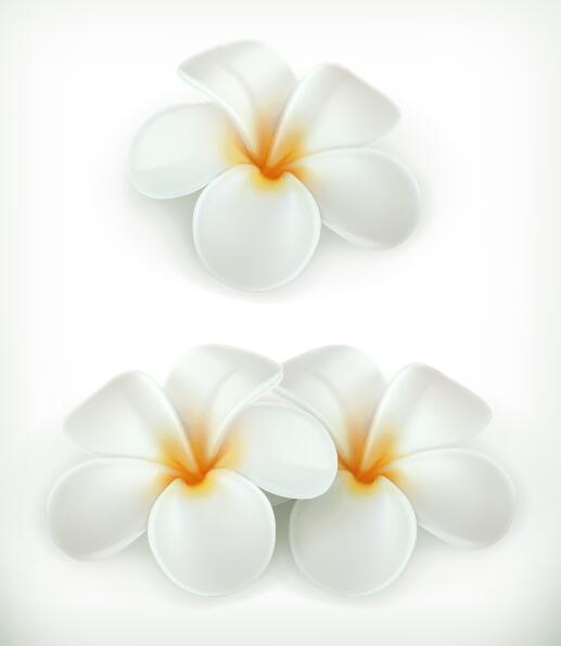 美しい白い花のベクトル図01  