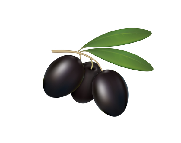 Olives noires sur fond blanc vecteur  