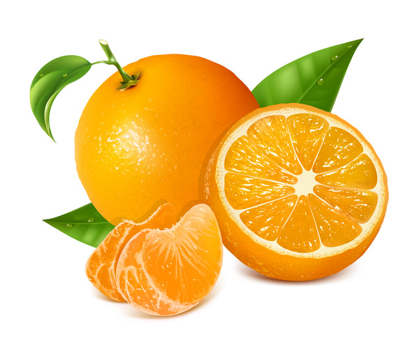 新鮮な柑橘類のイラストベクター03  