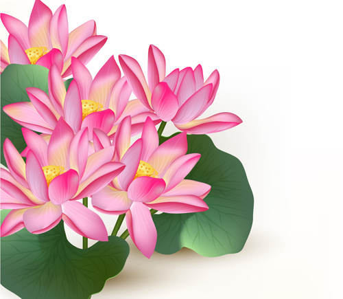 Pink lotus design elements vector  