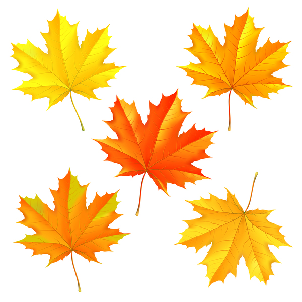 秋の葉のセットのイラストベクトル  
