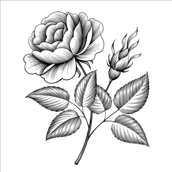 Vintage rose engraving template vector  