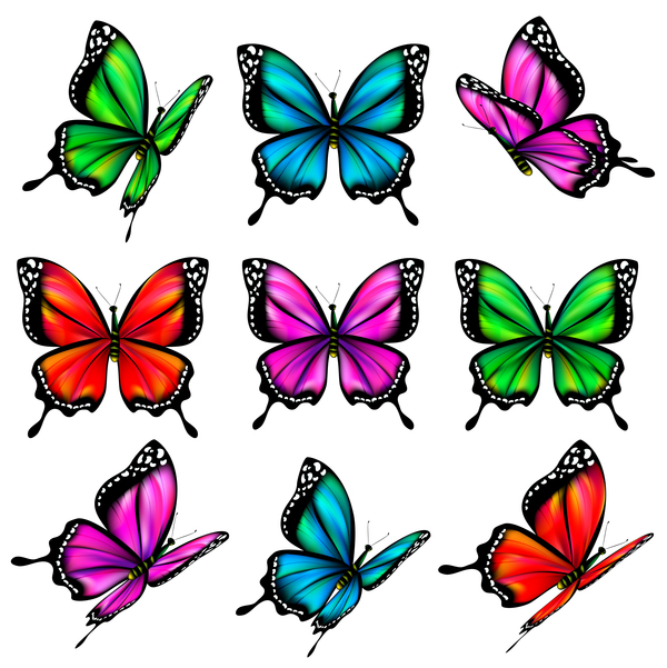 Butterfies colorés vector illustration set 04  