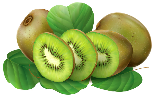 Kiwi-frukt vektor  