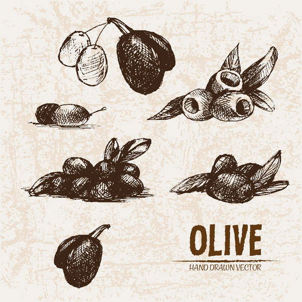 Olive hand drawn vectors design set 08  