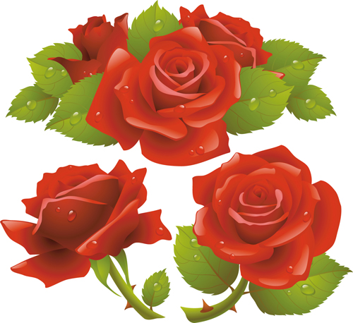 Red rose illustration vector 02  