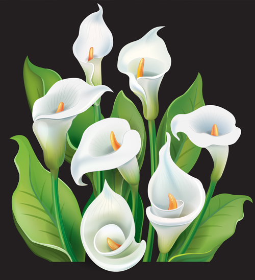 White calla with black background vector  