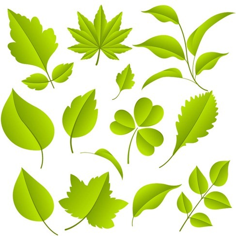 Green Leaves Vector Graphic Set  