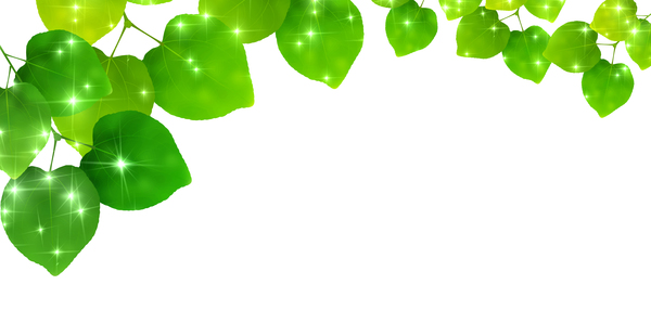 Green Leaves and blank background vector 02  