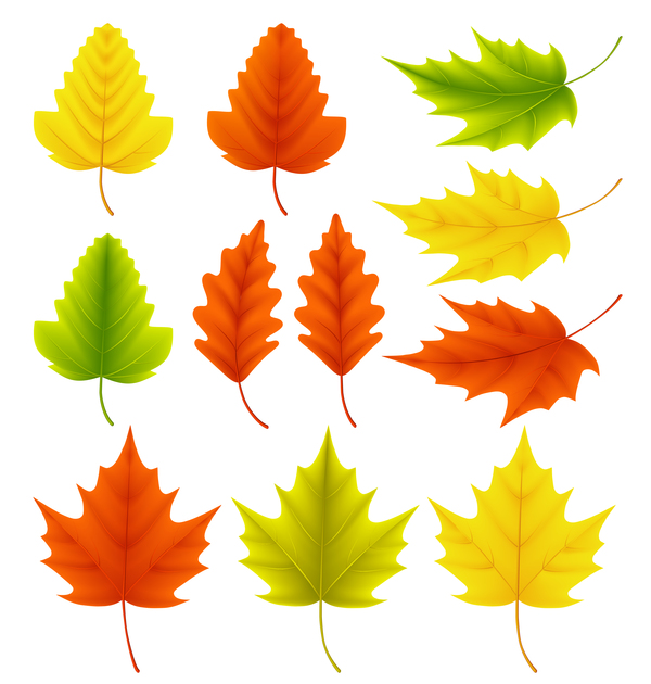 Various autumn leaves illustration vector set 04  