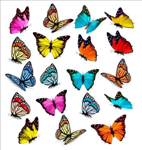 Colorful butterflies illustration vector collection 01  