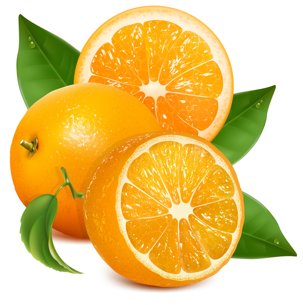 新鮮な柑橘類のイラストベクター02  