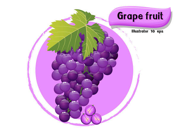 Grape fruit illustration vector  