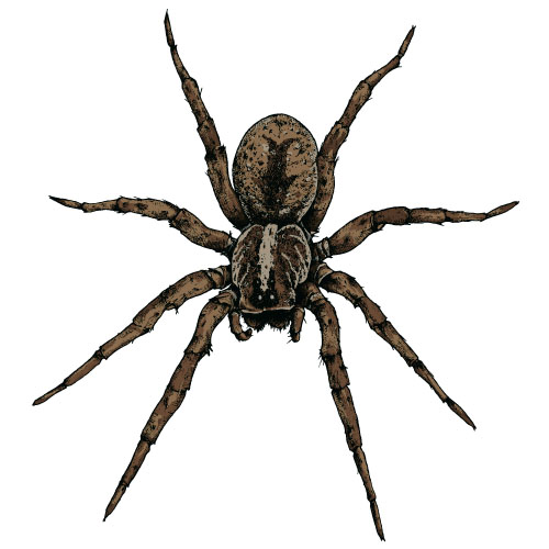 Realistic spider vector material 04  