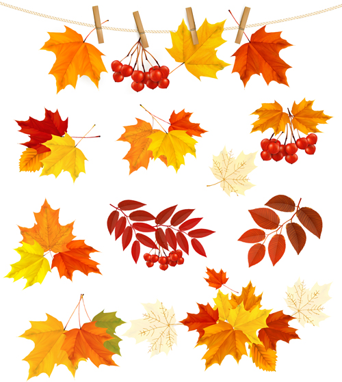 Autumn leaves with fruit vector material 02  