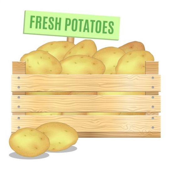 Свежий картофель плакат Векторный дизайн  
