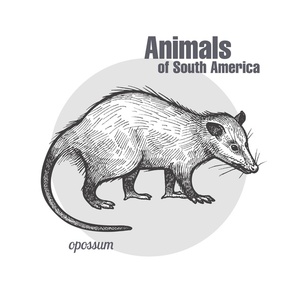 Opossum hand drawing sketch vector  