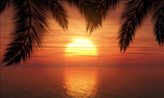 Palmiers avec le fond d’été de coucher du soleil 02  