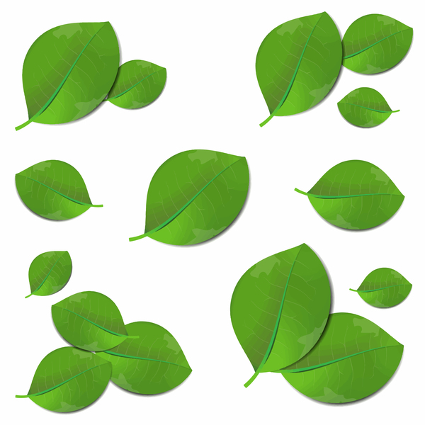 Realistic green leaves vector illustration  
