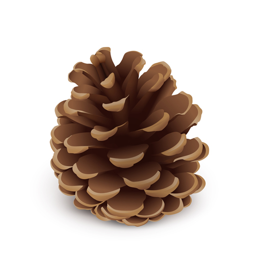 Realistlic pine cone vector material  