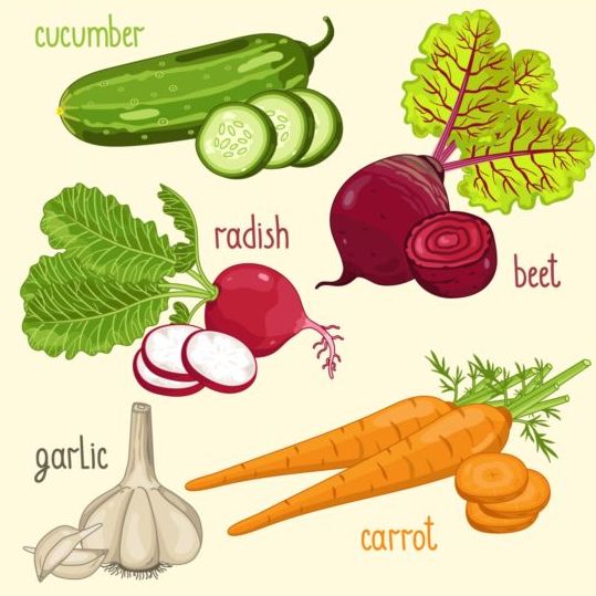 Vegetables with name design vector 01  
