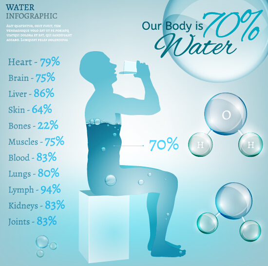 Water in human body infographic vector 06  
