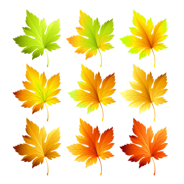 6種類のカエデの葉のベクトル図  