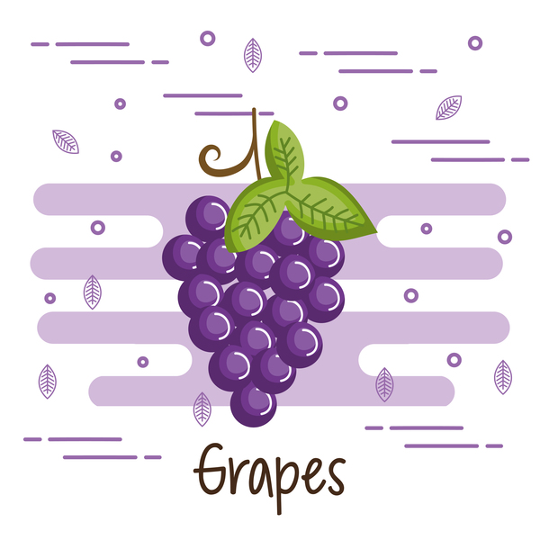 Grapes healthy food vector  