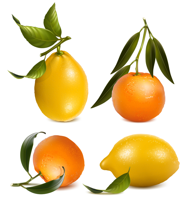 柑橘類とレモンと 02、ベクトルの葉  