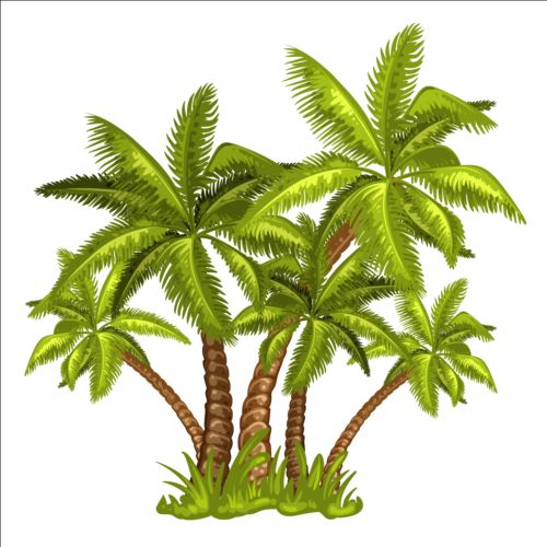 Palm tree illustration vector  