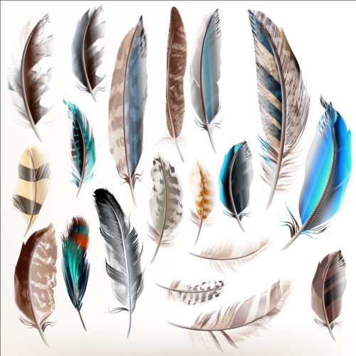 Various dird feathers set vector 03  