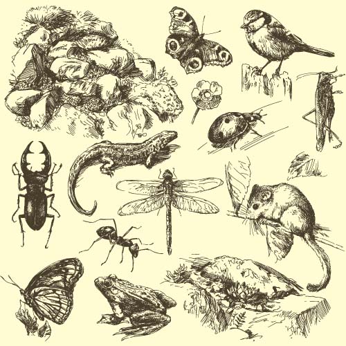 Insekt mit Kleintieren hand gezeichnete Vektor  
