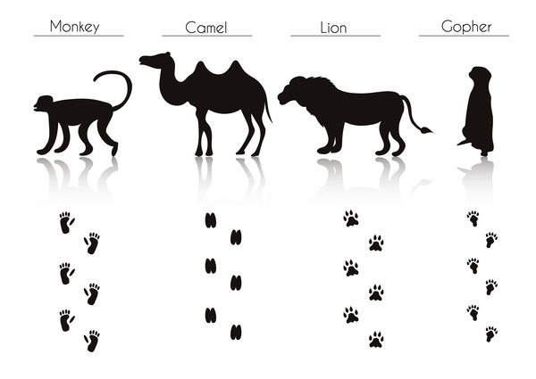 Animals with footprint silhouette vector material 10  