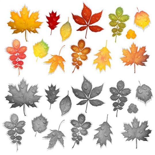 Красочные осенние листья векторов 04  