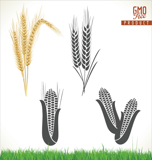 Corn and wheat vector material  