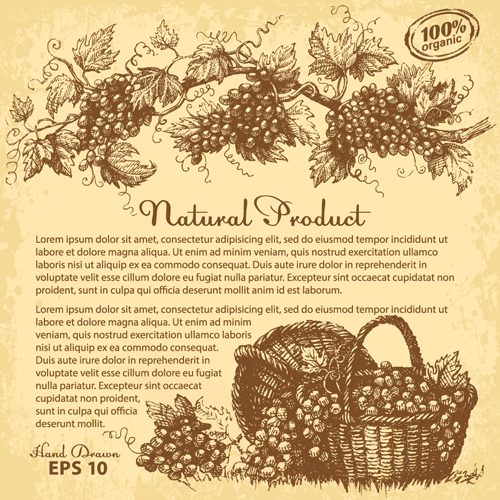 Hand drawn grapes background vintage vector 01  