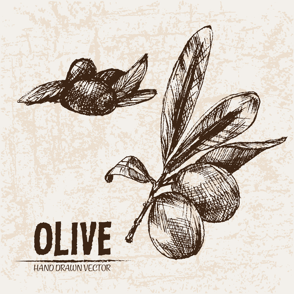 Olive hand drawn vectors design set 07  