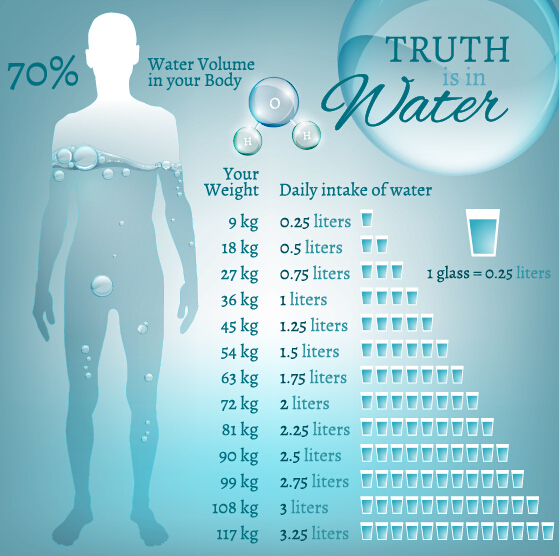 Water in human body infographic vector 05  