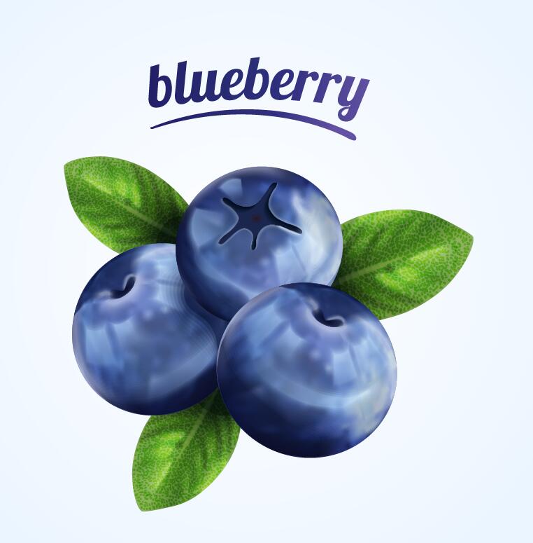 Blueberry illustration vector material  