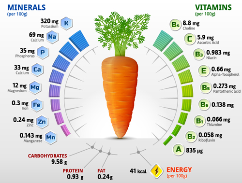 Carrot vitamins infographics vector  