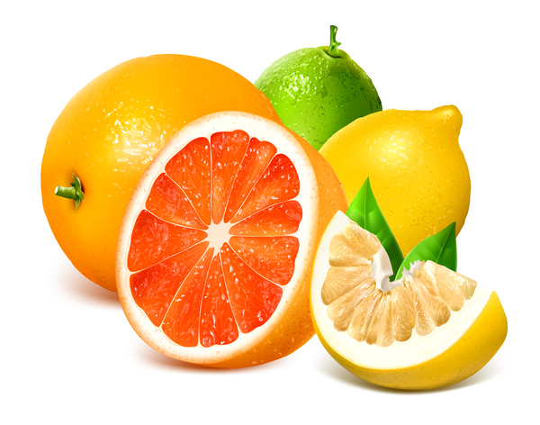 柑橘類ザボンとレモンのベクター 01 で  