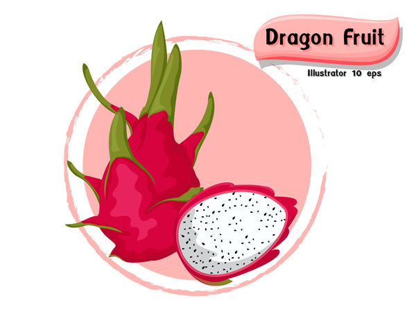Dragon fruit illustration vector  