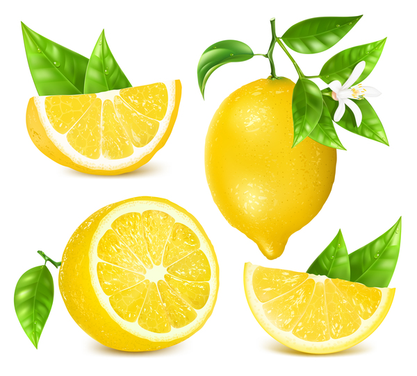 Fresh lemon with leaf vector material 04  