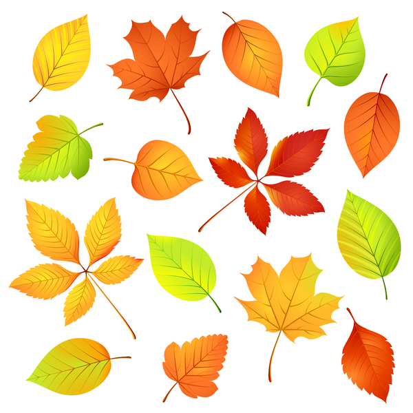 Divers automne feuilles illustration vecteur ensemble 02  