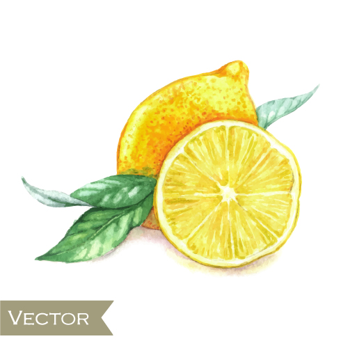 Akvarell frukt design vektor 04  